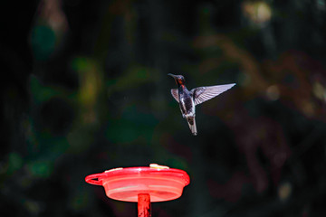 Black Jacobin Hummingbird