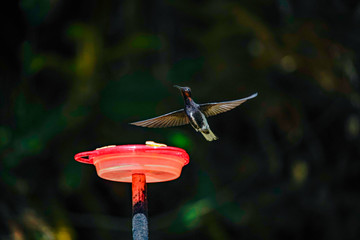 Black Jacobin Hummingbird