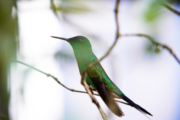 Hummingbird in Nature wild life