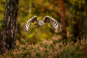 The Eurasian eagle-owl flying in the forest in the mountains low tatra