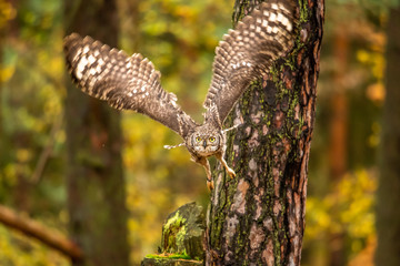 The Eurasian eagle-owl flying in the forest in the mountains low tatra