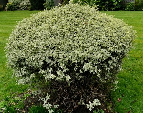 Pittosporum tenuifolium golf ball green perennial bush