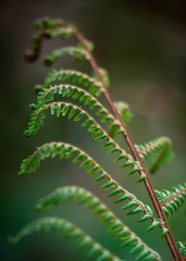 Ferns close-up, New Zealand