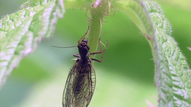 Kamelhalsfliege