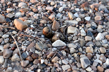 Bird eggs