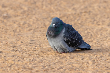 The rock dove, rock pigeon, or common pigeon ( Columba livia) is a member of the bird family Columbidae.