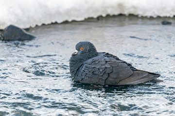 The rock dove, rock pigeon, or common pigeon ( Columba livia) is a member of the bird family Columbidae.