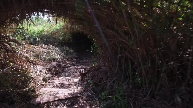 Walking through the forest of Dan Reserve. Israel. DJI-0012-01