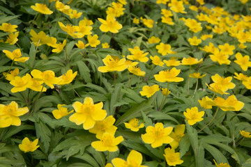 Obraz premium First flowers in springtime: Eranthis hyemalis. Eranthis hyemalis is a plant found in Europe, which belongs to the family Ranunculaceae. The plant is small, it has large, yellow, cup-shaped flowers.