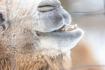 portrait of a camel