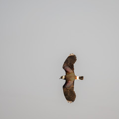 The northern lapwing (Vanellus vanellus) in flight on a background of blue sky. European Northern...
