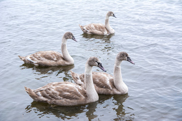 Family of young mute swans (Cygnus olor) in the water, Seurasaari, Helsinki, Finland