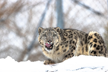 Fototapeta premium lynx in the snow