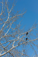 Pair of crows in a tree with blue sunny sky