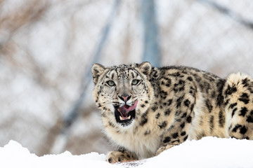 leopard in the snow