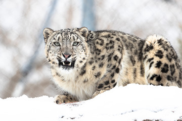 léopard dans la neige
