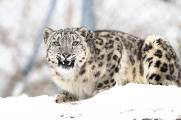 Crédence de cuisine en verre imprimé Léopard léopard dans la neige