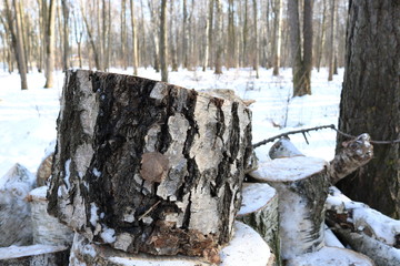 Birch stump standing on other such snow-covered stumps against the background of the winter forest. The photo was taken in natural daylight. 