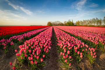 Tulip field along the tulip route in the Noordoostpolder