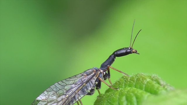 Kamelhalsfliege