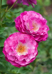 Pink and Blue Roses - Rosa Wild Blue Yonder