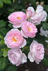 David Austin English Pink Roses - Rosa Scepter'd Isle