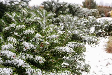Fir tree under the snow, Christmas wallpaper motif.