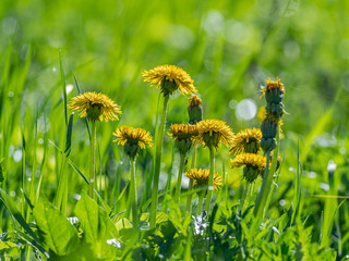 Yellow dandelion flowers with leaves in green grass, spring photo. Yellow dandelion flowers (Taraxacum officinale). Dandelions field background on spring sunny day. Blooming dandelion.