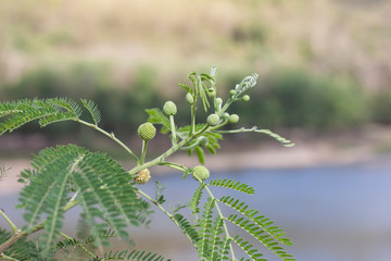 Young White popinac, Lead tree, Horse tamarind, Leucaena, or lpil-lpil on blur nature background.