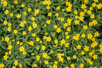 First flowers in springtime: Eranthis hyemalis. Eranthis hyemalis is a plant found in Europe, which belongs to the family Ranunculaceae. The plant is small, it has large, yellow, cup-shaped flowers.