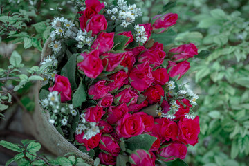 Close-up flower view(pink, red rose)that is beautifully decorated as a bouquet, placed on the table or garden to give on special days(Valentine,wedding)