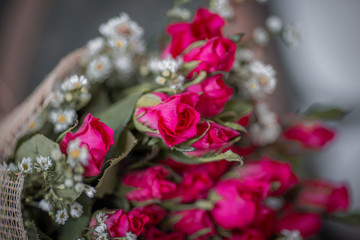 Close-up flower view(pink, red rose)that is beautifully decorated as a bouquet, placed on the table or garden to give on special days(Valentine,wedding)