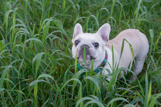 White french bulldog and tan spots playing in the field outdoors.