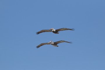 Pelecanus volando sincronización