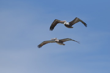 Pelecanus volando 