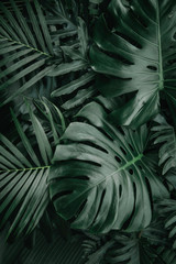 Monstera green leaves or Monstera Deliciosa in dark tones, background or green leafy tropical pine forest patterns for creative design elements. Philodendron monstera textures - obrazy, fototapety, plakaty
