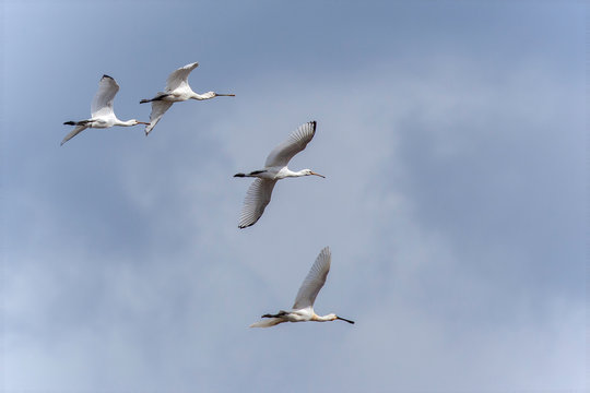 Rare Spoonbill Birds In Flight Over Norfolk UK