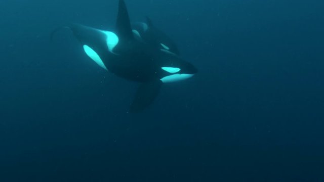orcas, killer whales hunting for herrings in the fjords of Norway
