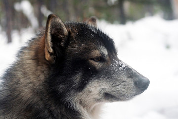 Fototapeta premium Siberian hunting sled dog Laika, Siberia, Russia