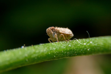 Close up of the Brown planthopper on green leaf in the garden. the  Nilaparvata lugens (Stal) on green brunch.