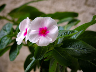 Catharanthus roseus flower, also known as rosy periwinkle, Madagascar periwinkle.