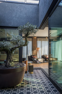 Terrace interior with olive tree in a luxury apartment