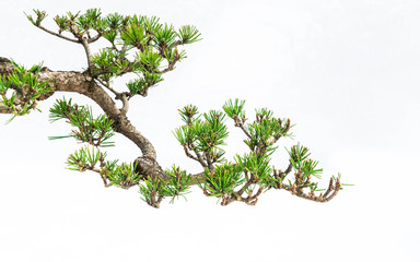 A close-up of the branches of a pine bonsai isolated on white background. - obrazy, fototapety, plakaty