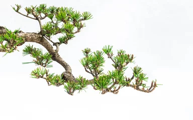  A close-up of the branches of a pine bonsai isolated on white background. © MINXIA