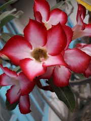 Red flowers bloom in the garden during the day. Great for settings, biology, flower shops and more.