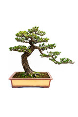 Chinese Pine and cypress Bonsai tree isolated on white background.
