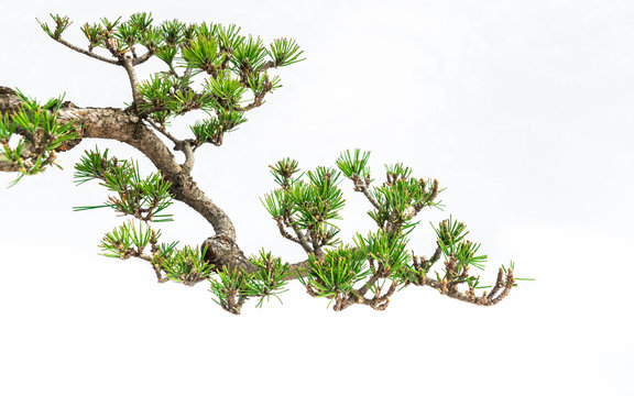 A close-up of the branches of a pine bonsai isolated on white background.