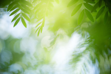 Nature of green leaf in garden at summer. Natural green leaves plants using as spring background cover page greenery environment ecology wallpaper