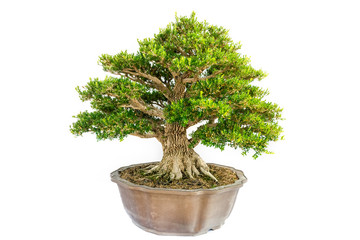 Chinese littleleaf box  bonsai tree isolated on white background.