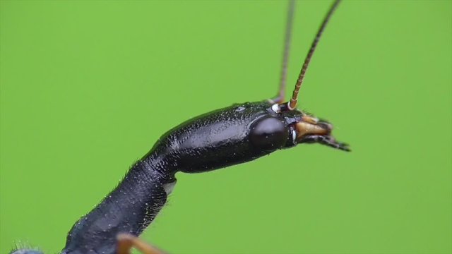 Kamelhalsfliege